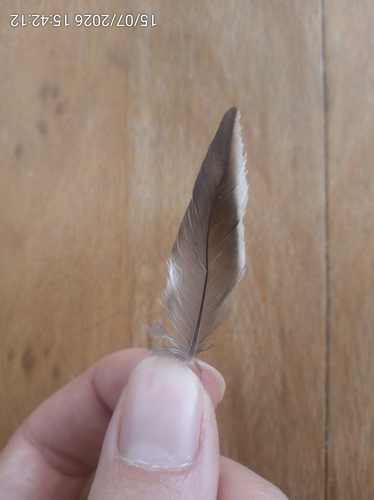 Plume de Bergeronnette grise