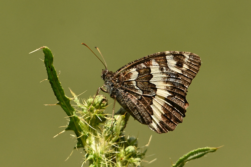 Great Banded Grayling