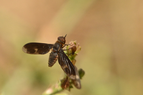 Heteralonia megerlei