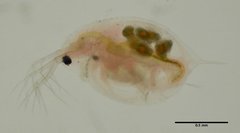 Daphnia