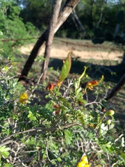 Chamaecrista greggii