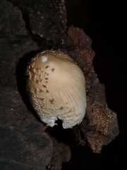 Coprinellus truncorum