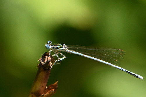 Blue Featherleg