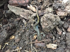 Ambystoma macrodactylum macrodactylum