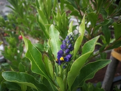 Monnina phillyreoides