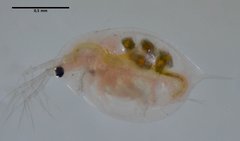 Daphnia