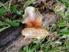 Gymnopilus chrysopellus