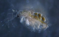 Daphnia