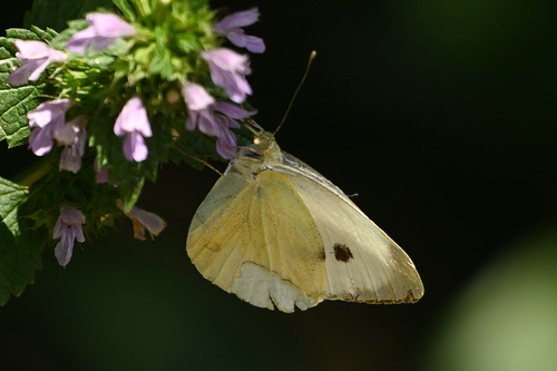 Large White