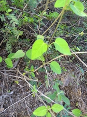 Metastelma barbigerum