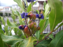 Monnina phillyreoides