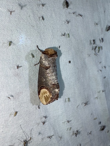 Buff-tip