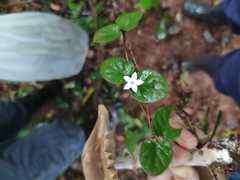 Geophila