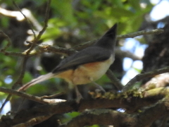 Baeolophus bicolor × atricristatus