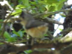 Baeolophus bicolor × atricristatus