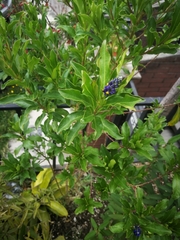 Monnina phillyreoides