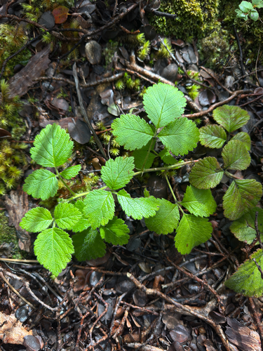 Rubus macraei observed 2026-07-10