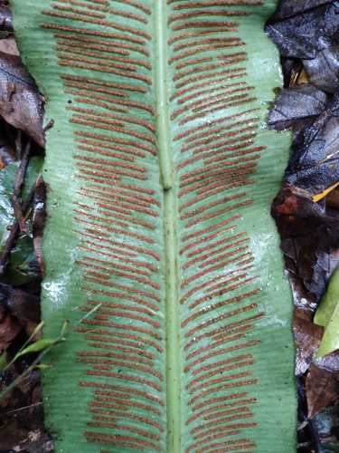 Asplenium brasiliense