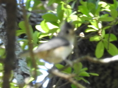Baeolophus bicolor × atricristatus