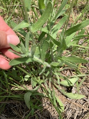 Gaillardia pulchella