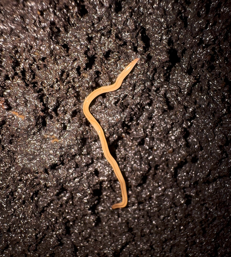 Geonemertes pelaensis observed 2026-07-09