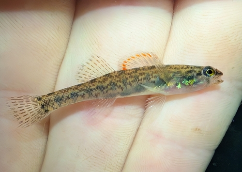 Slough darter (Etheostoma gracile) — Percidae — 3