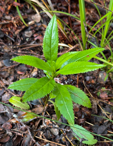 Myoporum sandwicense observed 2026-07-10