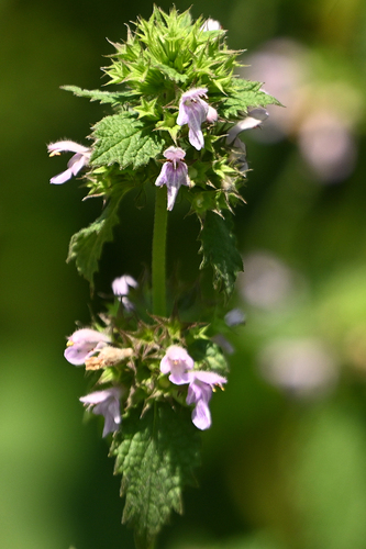 Black horehound