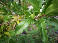 Monnina phillyreoides