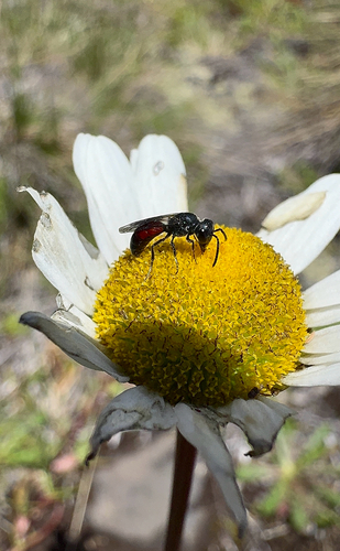 Hylaeus sphecodoides observed 2026-07-10