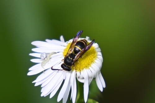 Ancistrocerus nigricornis observed 2026-07-15