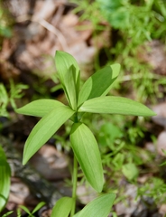 Lilium canadense