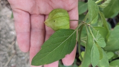 Physalis walteri, photograph author not stated, no rights reserved