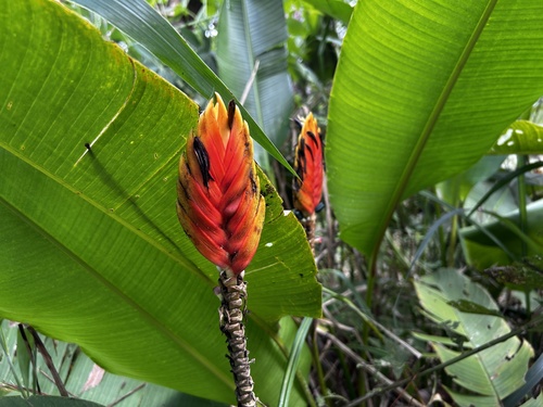 Heliconia episcopalis, photograph 1