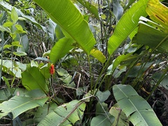 Heliconia episcopalis, photograph (c) vitordematos12, some rights reserved (CC BY-SA)