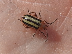 Disonycha leptolineata