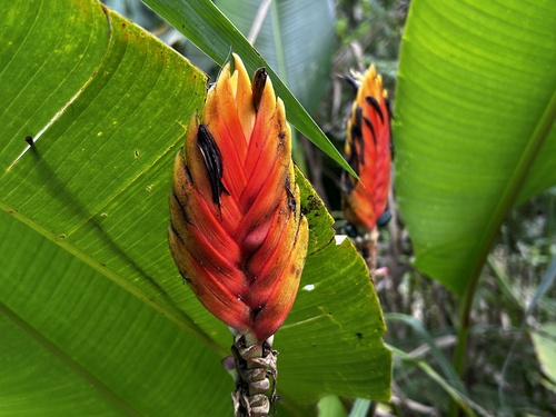 Heliconia episcopalis