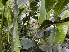 Heliconia episcopalis, photograph (c) vitordematos12, some rights reserved (CC BY-SA)