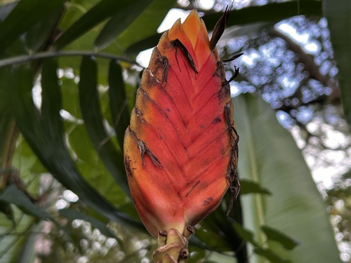 Heliconia episcopalis, photograph 4