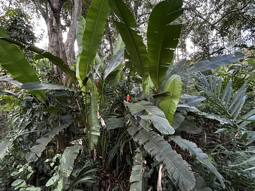 Heliconia episcopalis, photograph 5