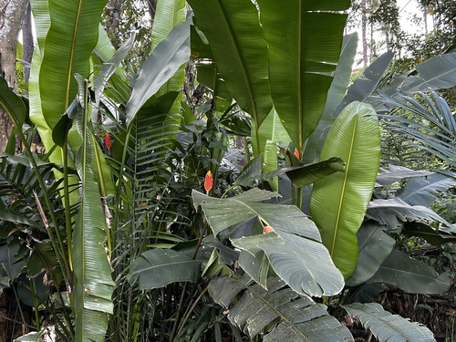 Heliconia episcopalis, photograph 6