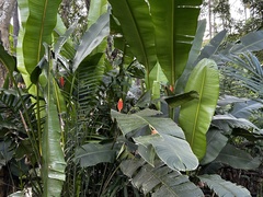 Heliconia episcopalis, photograph (c) vitordematos12, some rights reserved (CC BY-SA)