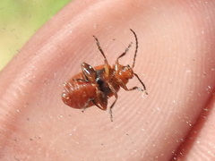 Disonycha leptolineata