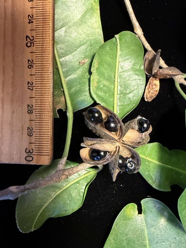 Melicope ovata observed 2026-01-30