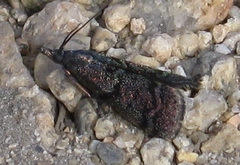 Pyla fusca