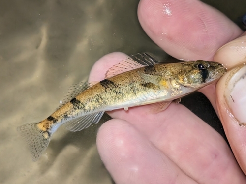 Snail darter (Percina tanasi) — Percidae — 3