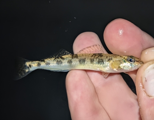 Saddleback darter (Percina vigil) — Percidae — 3