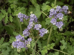 Phacelia congesta