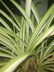 Chlorophytum comosum