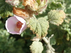 Malacothamnus marrubioides